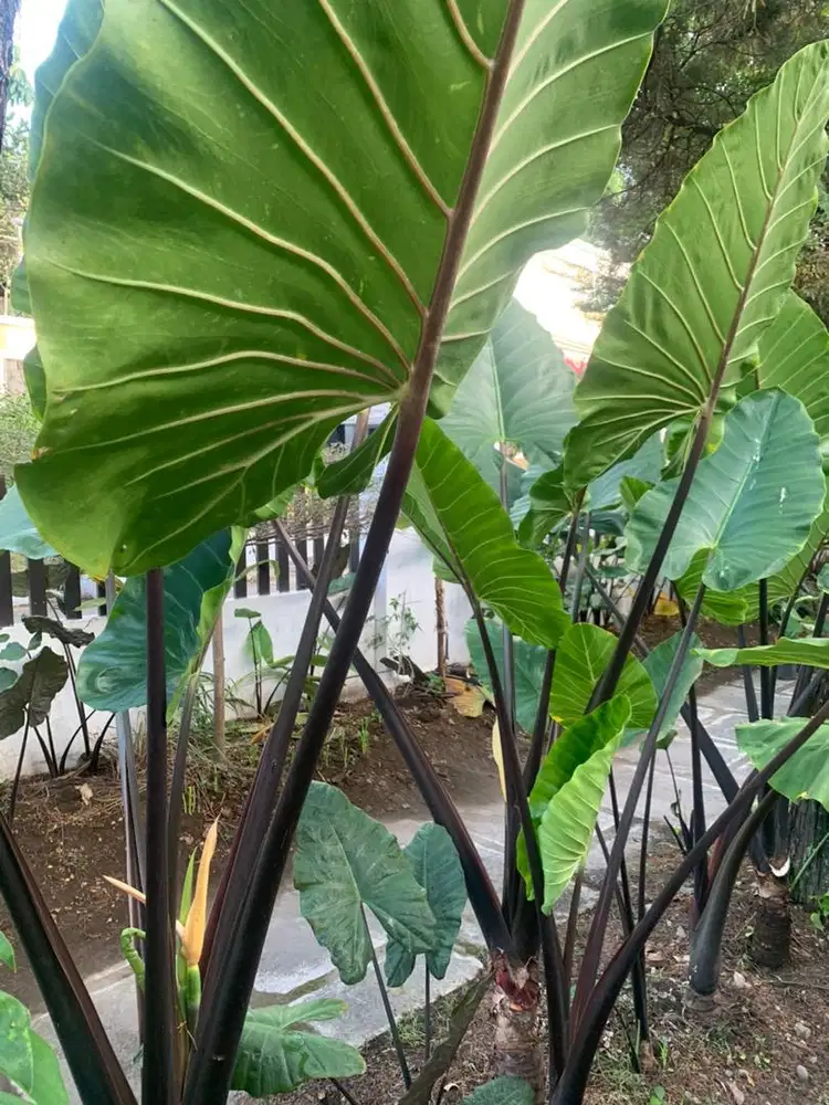 Sente hitam/ Sente bali