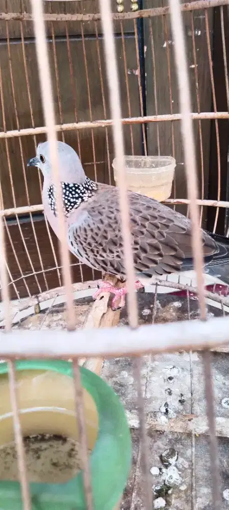 Derkuku kuk 2 suara besar burung muda usia 4 bulan pstur besar panjang