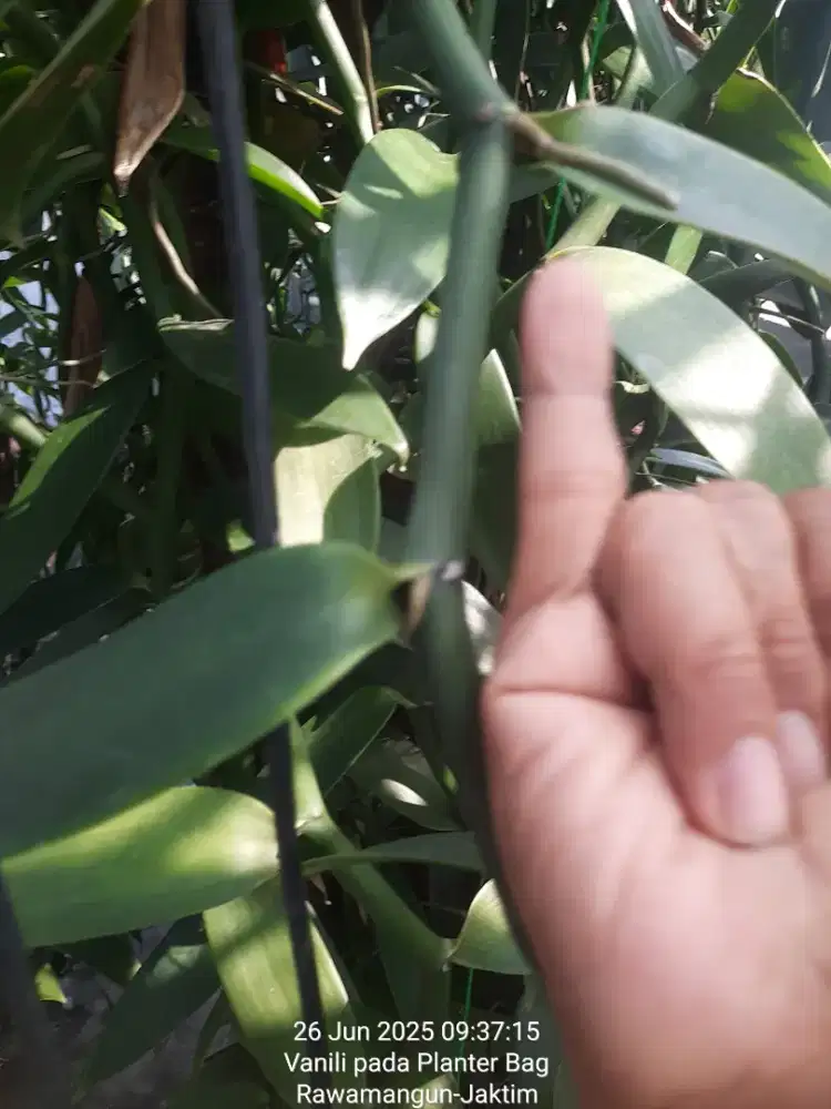 JUAL MURAH Vanili Planifolia  pj. 4m' akan memasuki masa pembungaan