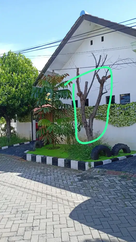 Jasa tebang pohon Surabaya