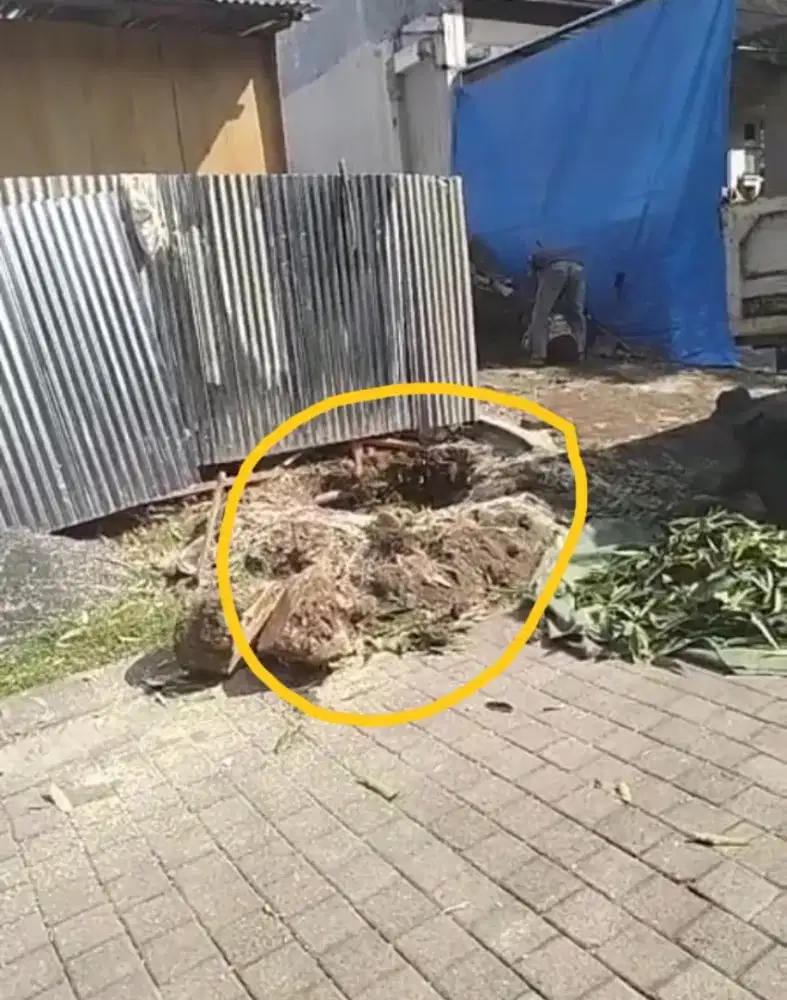 Jasa potong pohon Surabaya sekitarnya