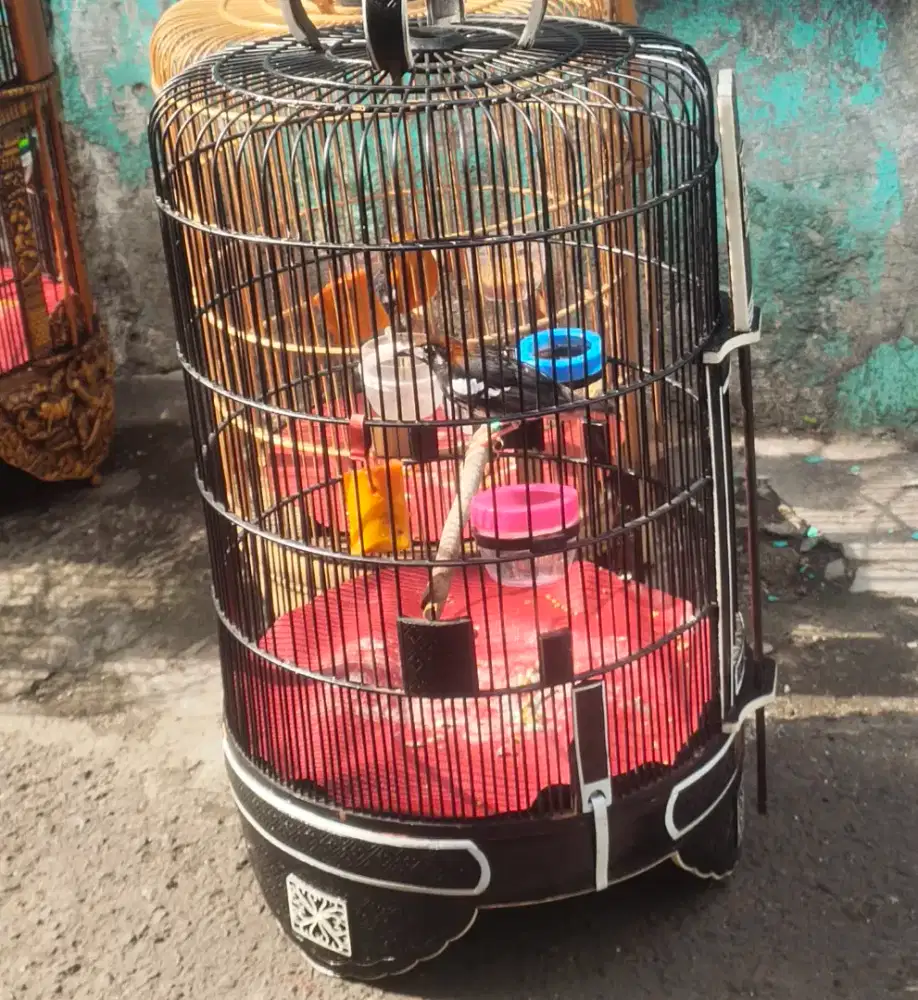 Anis kembang muda gacor senga kopling plus kandang