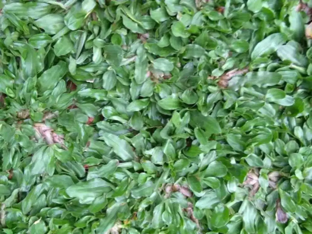 Jual rumput gajah mini Pembuatan taman rumput