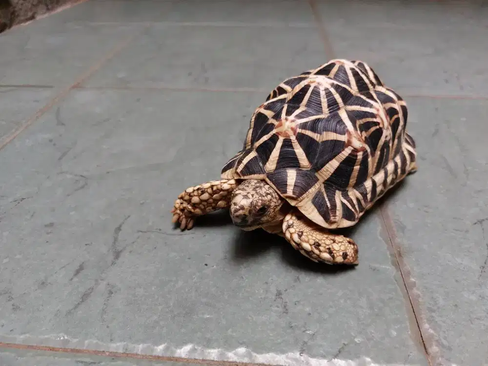 Kura Darat atau Indian Star