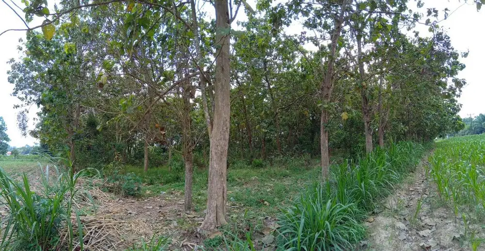 Dijual Tanah beserta Pohon Jati