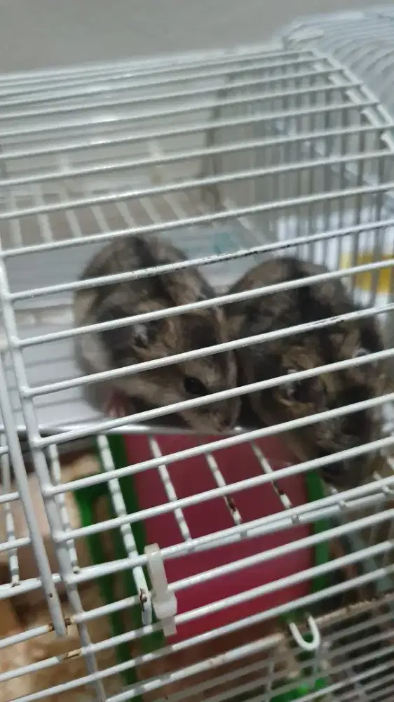 Jual Hamster Winter Tiger