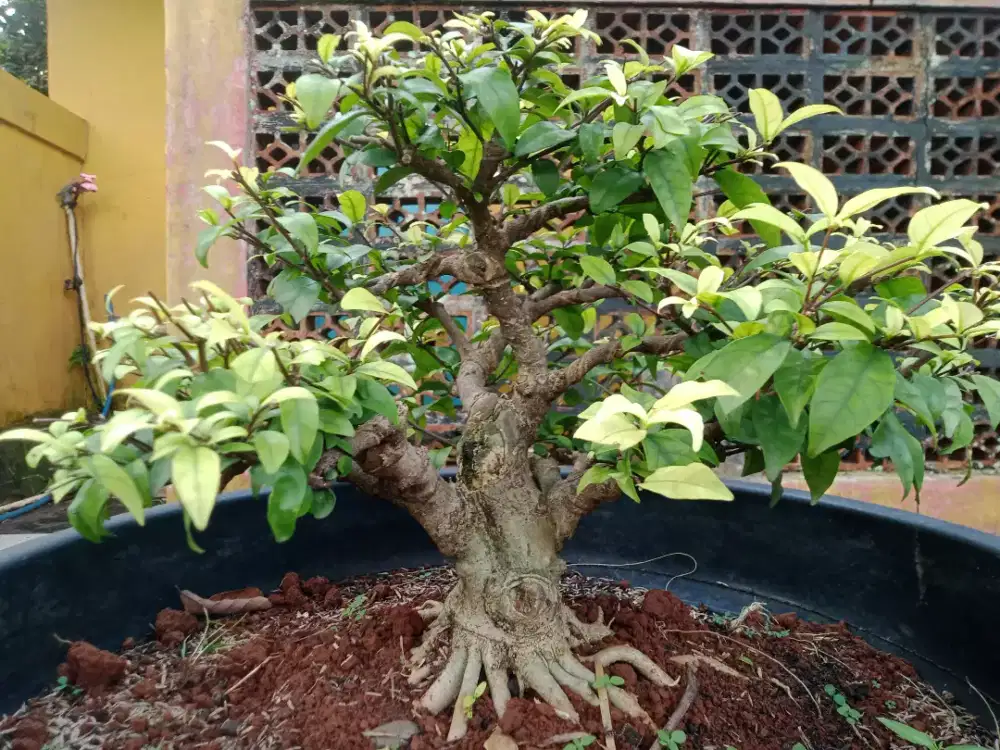 Bahan bonsai Antung Putri
