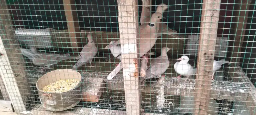Burung puter pelung x plung