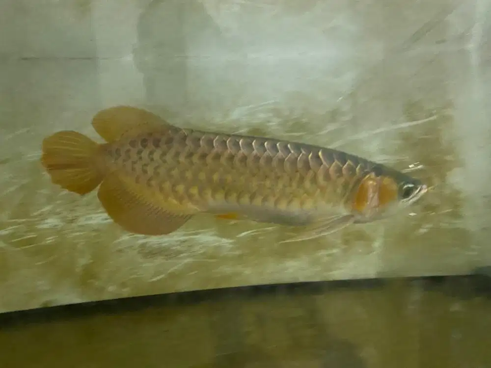 ikan arwana super red