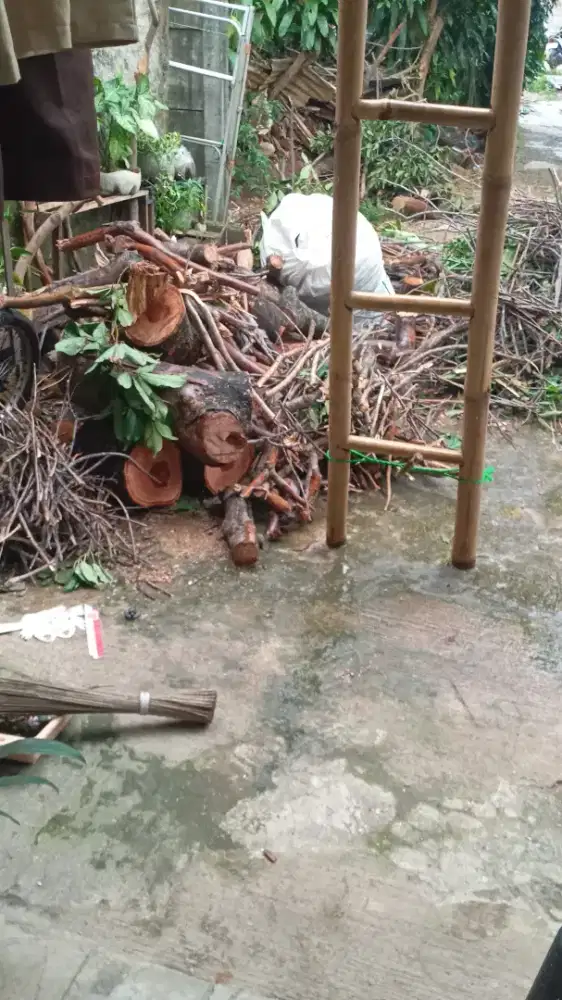 Kayu rambutan hasil tebang