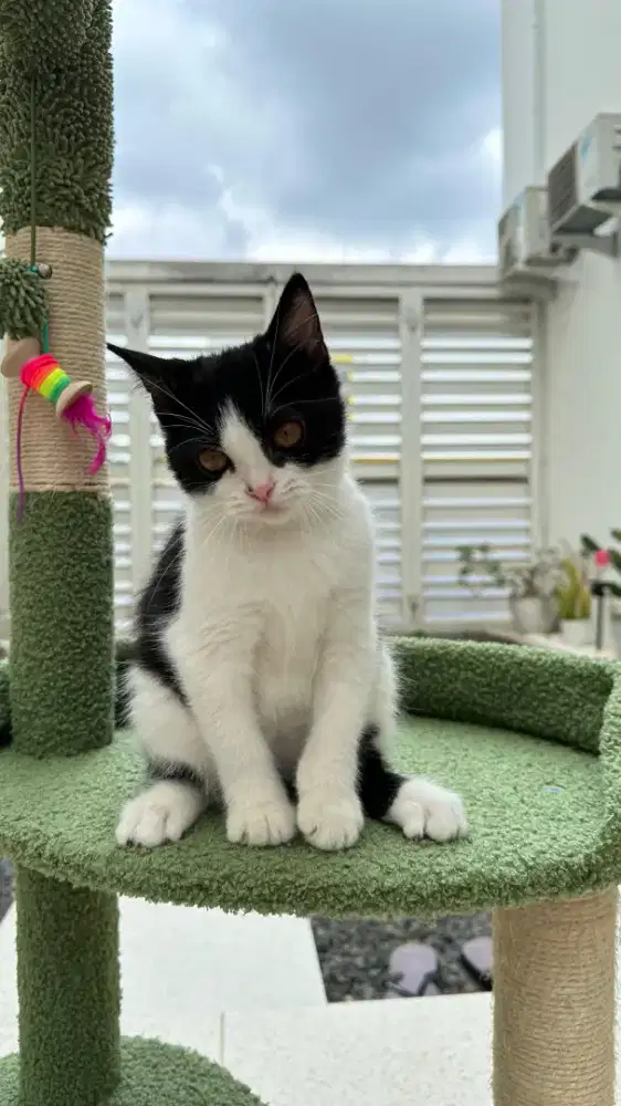 british short hair betina