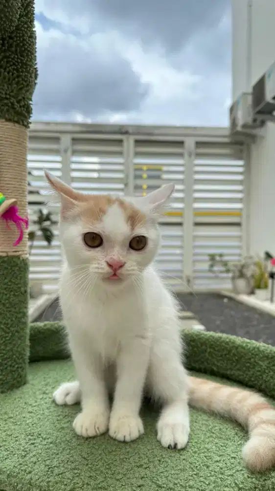 british shorthair jantan