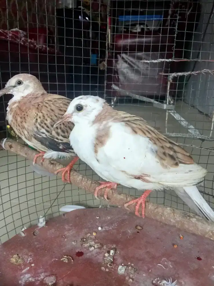 Tekukur Blorok Leopard Sepasang