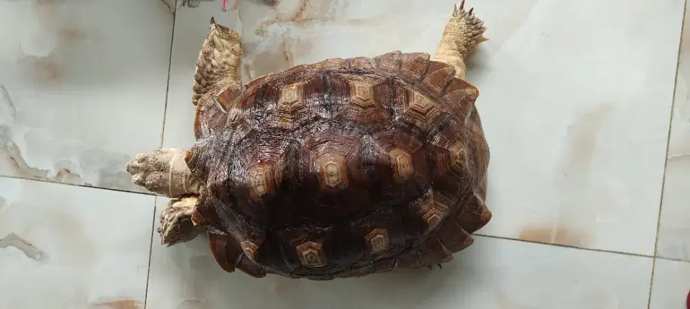 Sepasang  Kura kura sulcata