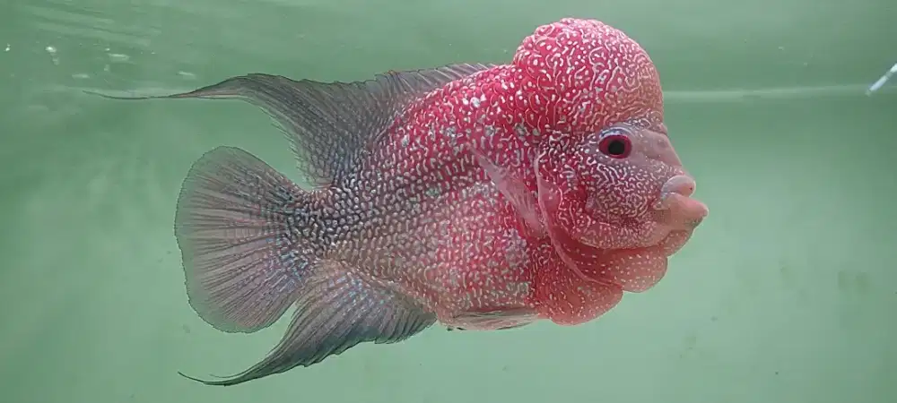 Louhan kamfa f2 free marking (6jari)