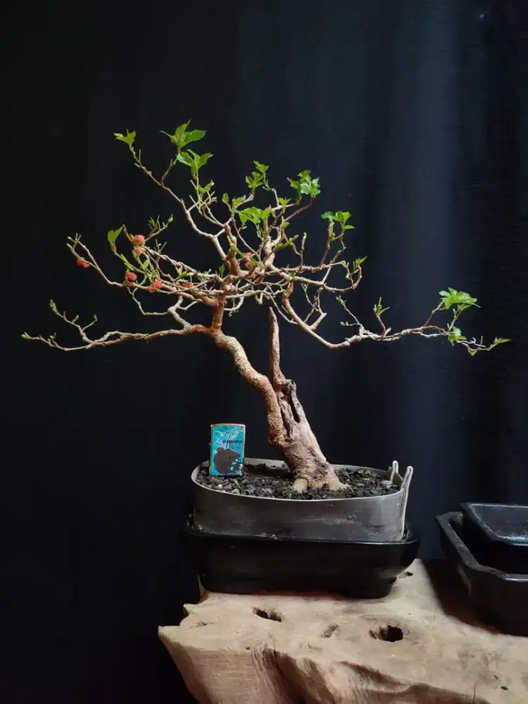 Bonsai murbei siap pajang