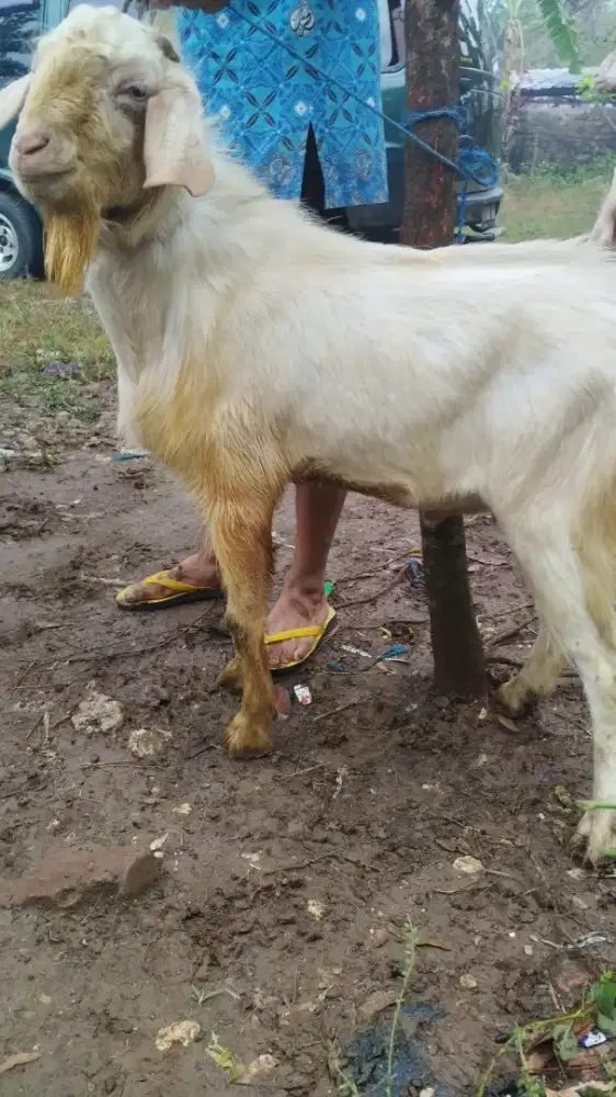 Kambing AQIQAH murah surabaya.