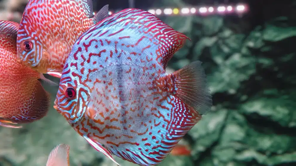 Ikan Discus Besar