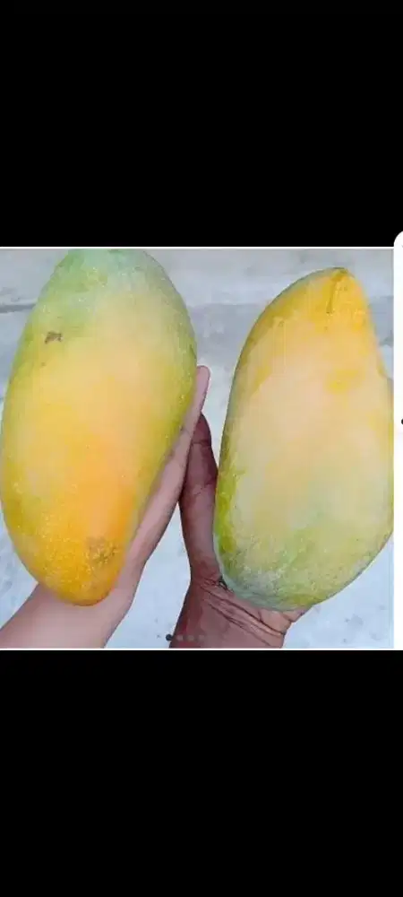 Jual Bibit Pohon Mangga NAMDOKMAY/Thailand Madu Jumbo Hrga Mrah Skali