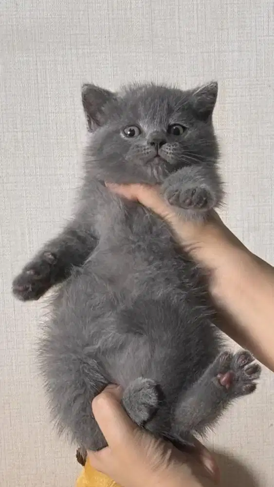 Kelly kitten british shorthair bsh blue solid betina line import