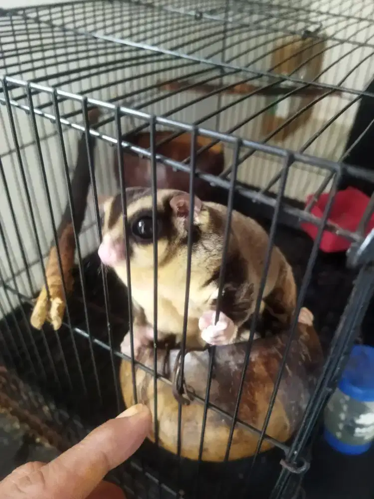 Sepasang Sugar Glider
