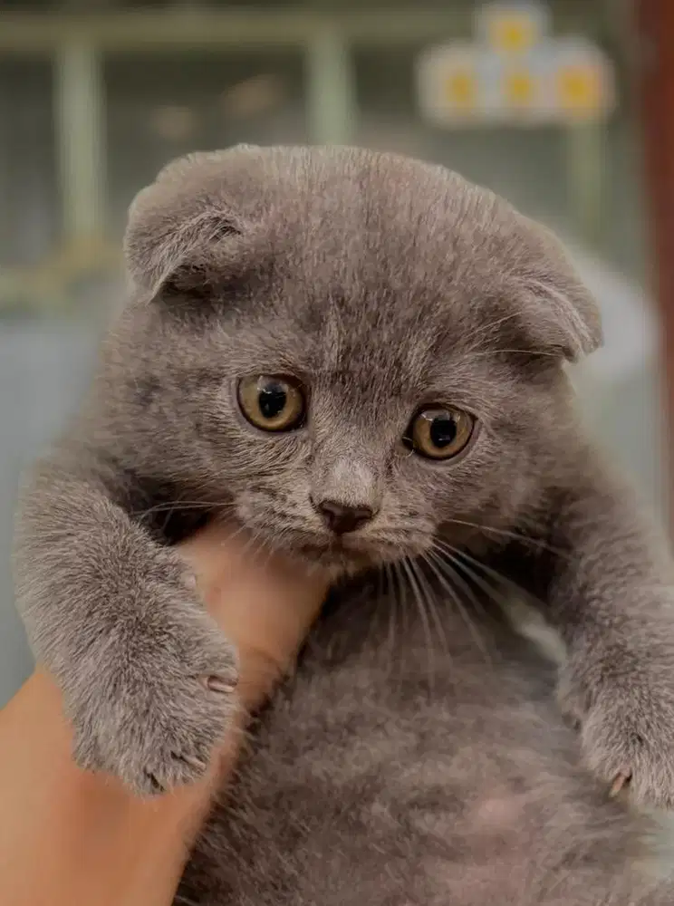 Scottish fold kitten your fortune kitty triple fold