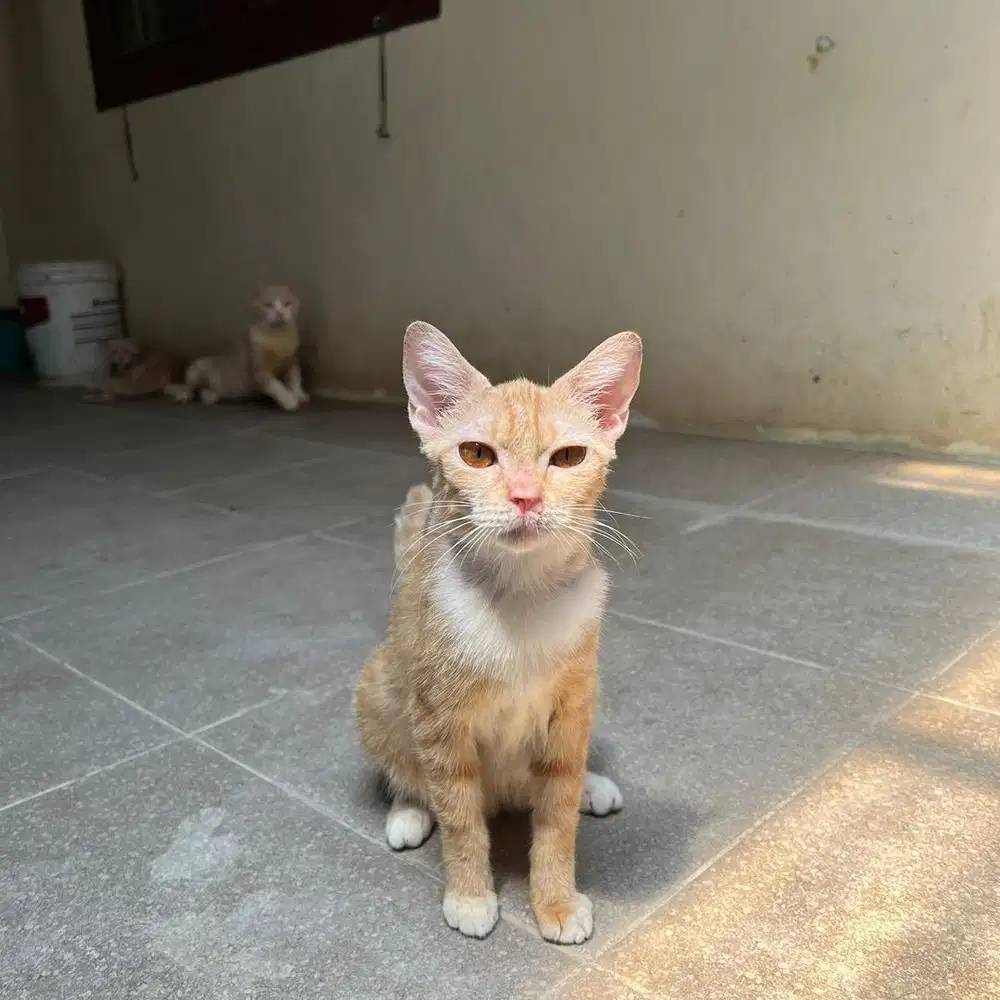 KUCING ORANGE IMUT