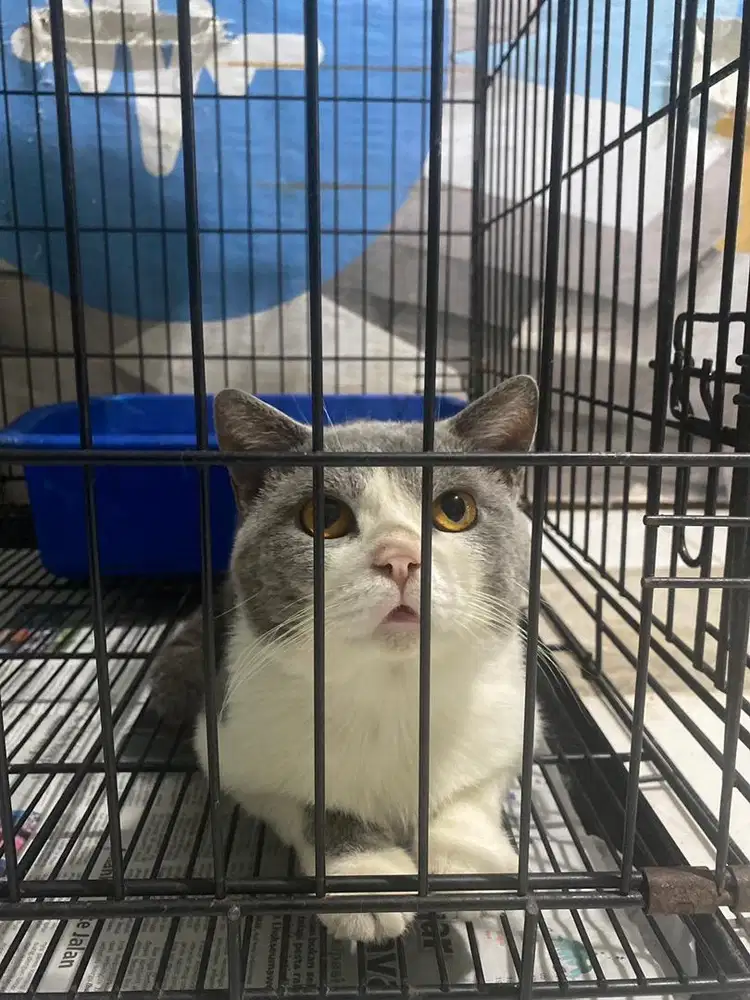 Jasaaa pacakkk British PED WCF