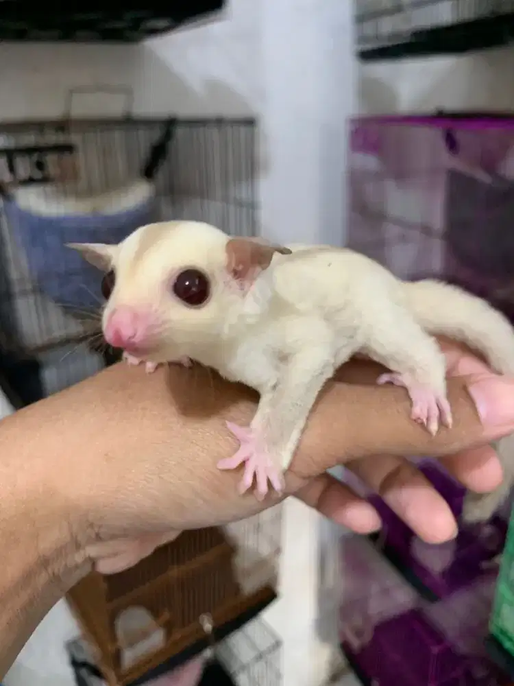 Sugarglider cream betina 1,5bulan
