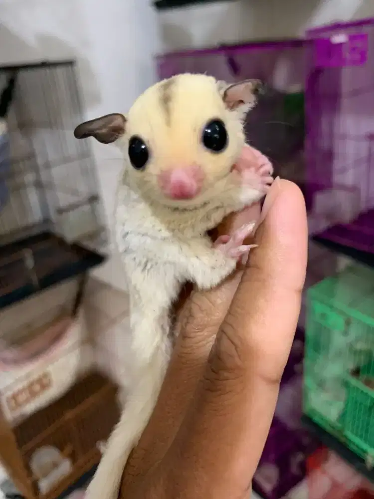 Sugarglider platmoz 1,5bulan
