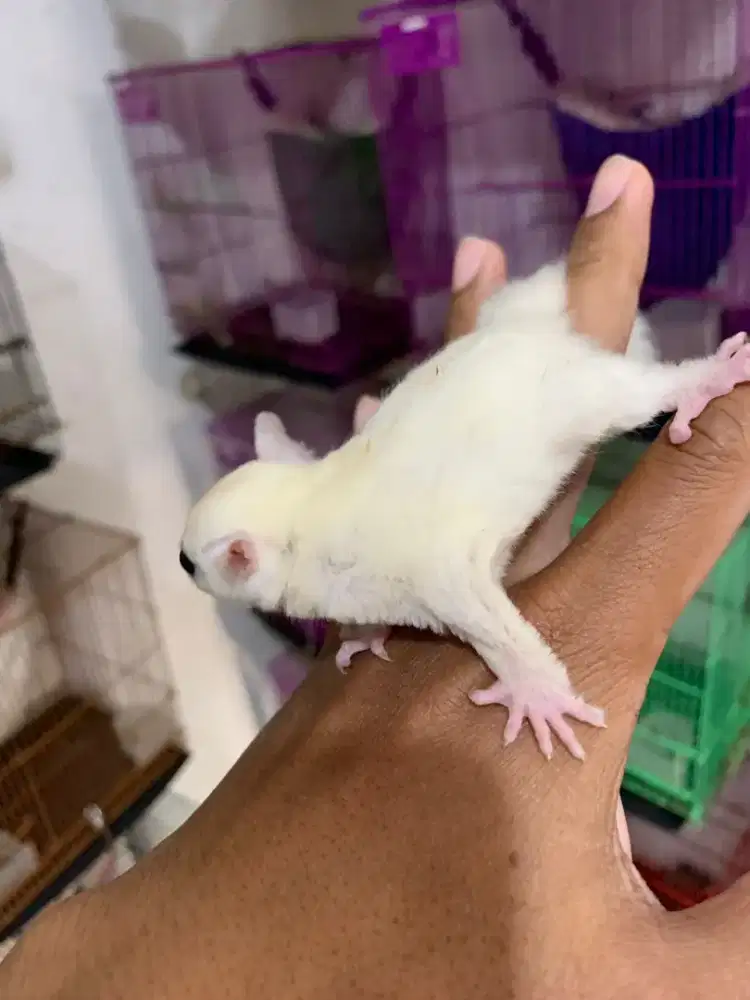 Sugarglider leucistik betina 1,5bulan