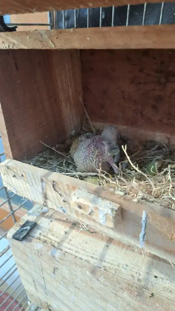 LOLOHAN LOVEBIRD NON KLEP ROSEICOLLIS LB NK NONKLEP LOVEBIRD