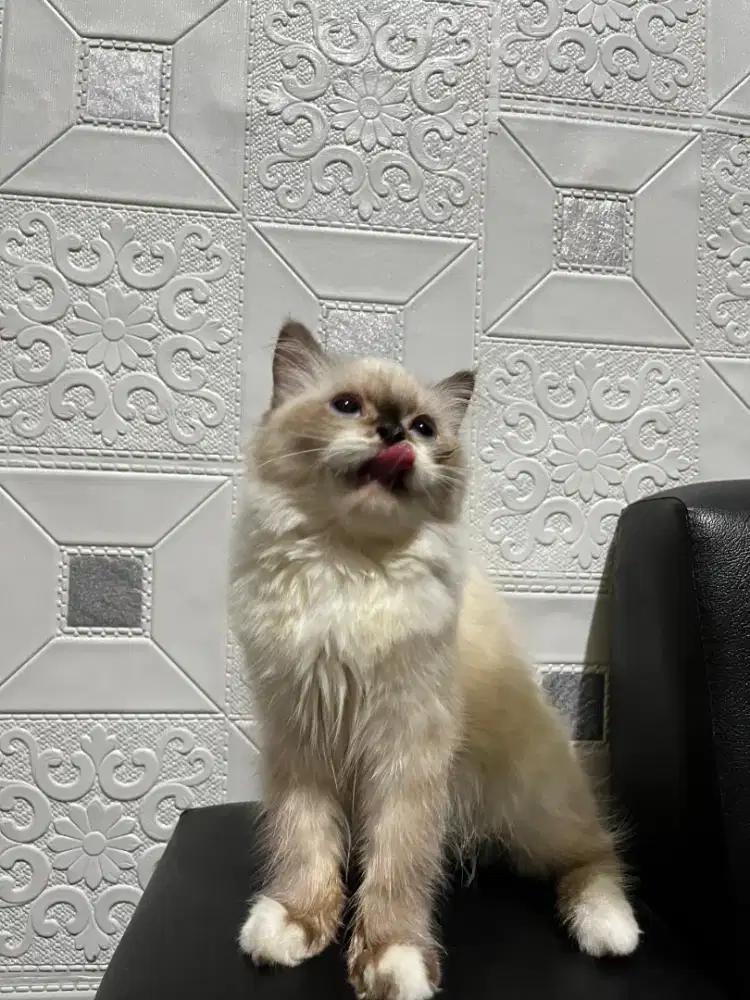 open adop kitten 6 bulan