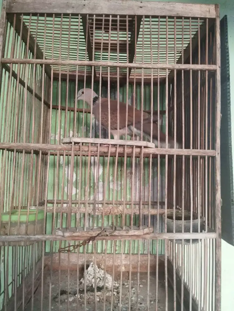 Burung Cuhu (Derkuku x Puter)