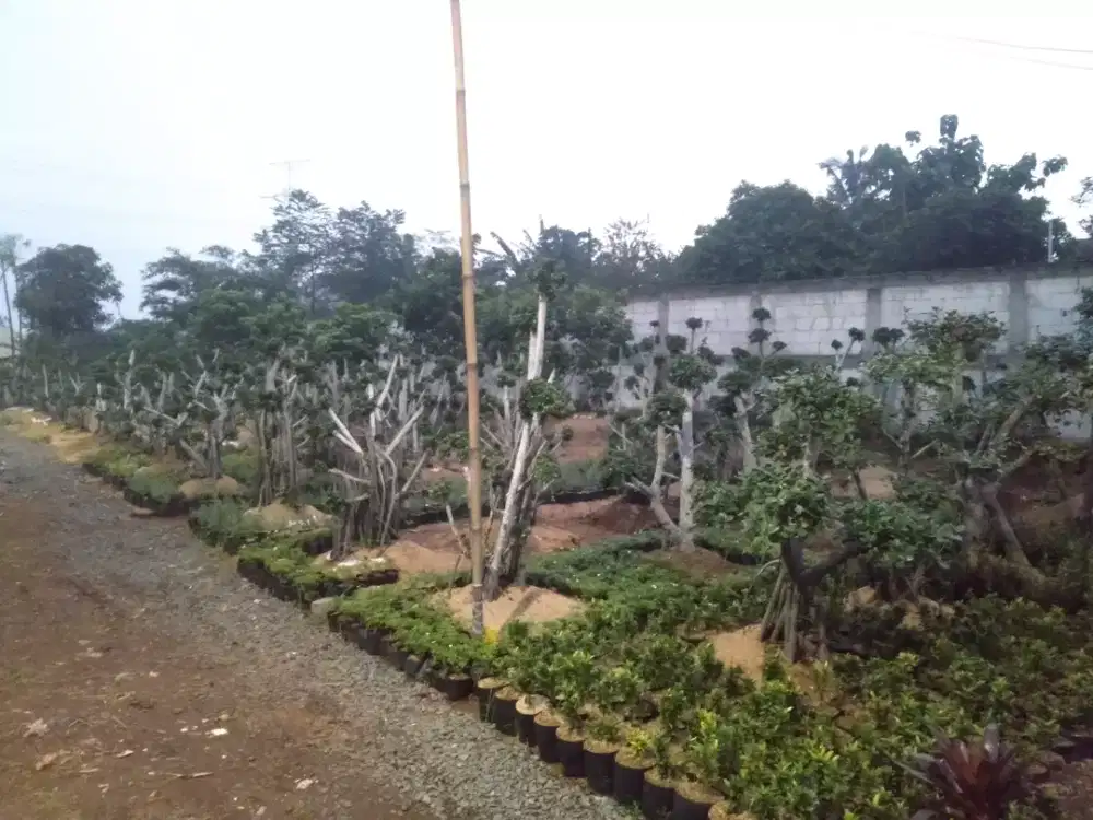 Pohon bonsai beringin korea