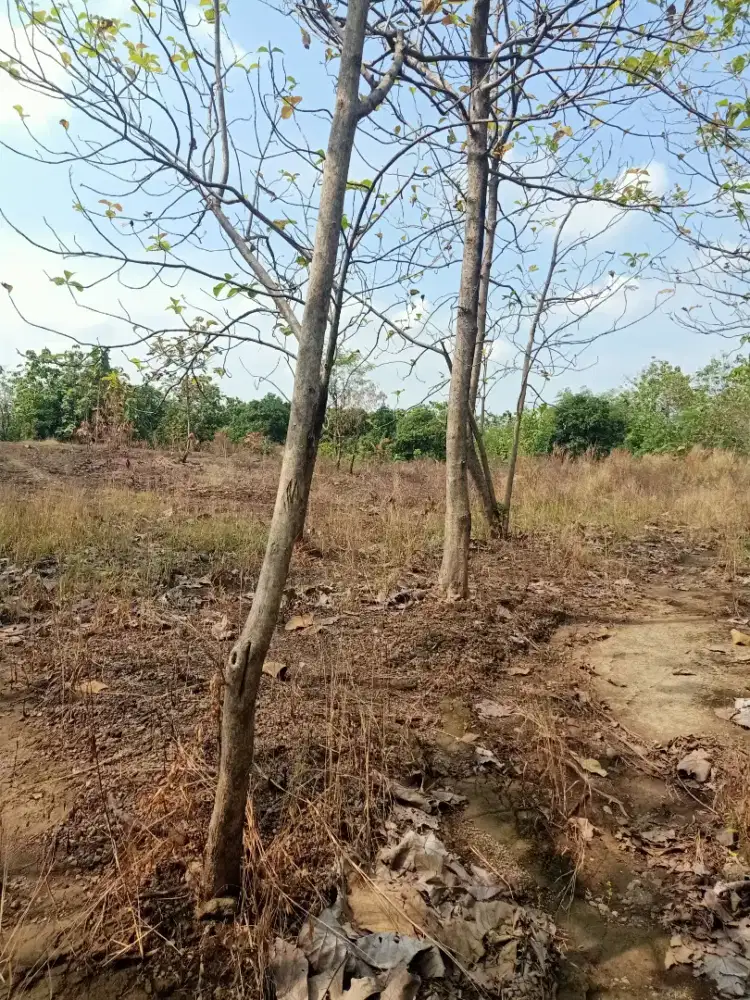 JUAL BUTUH TANAH MURAH