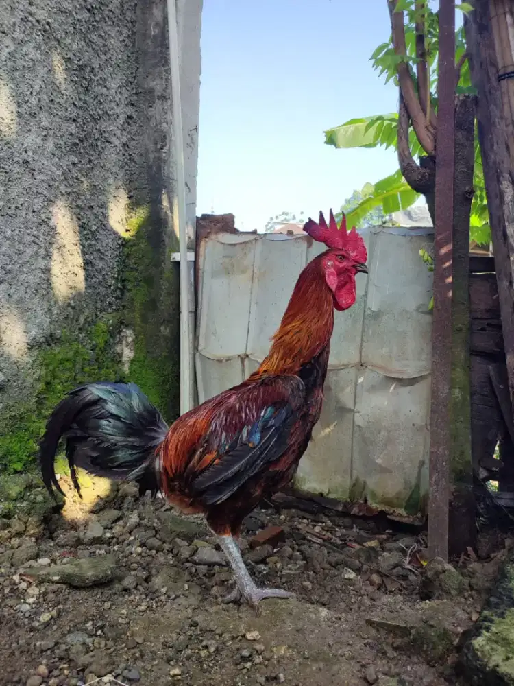 AYAM PELUNG CIANJUR JUMBO