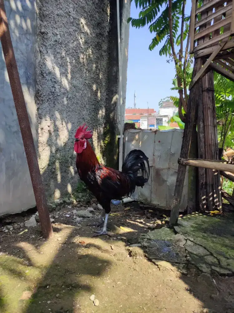 AYAM PELUNG CIANJUR JUMBO