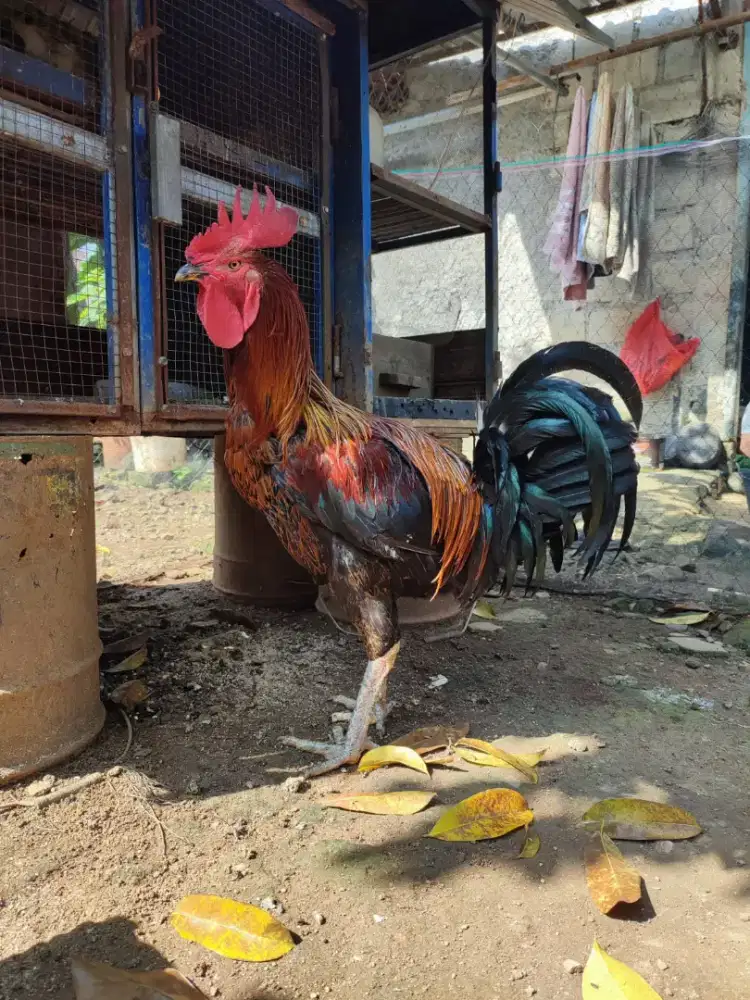 AYAM PELUNG CIANJUR JUMBO