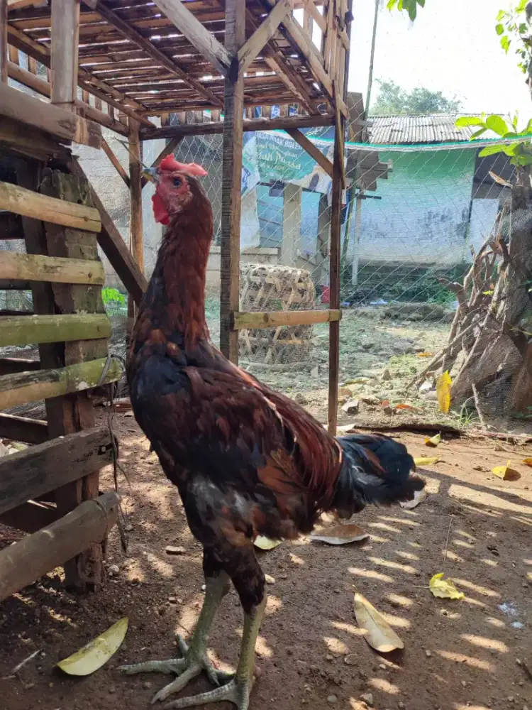 AYAM PELUNG CIANJUR JUMBO
