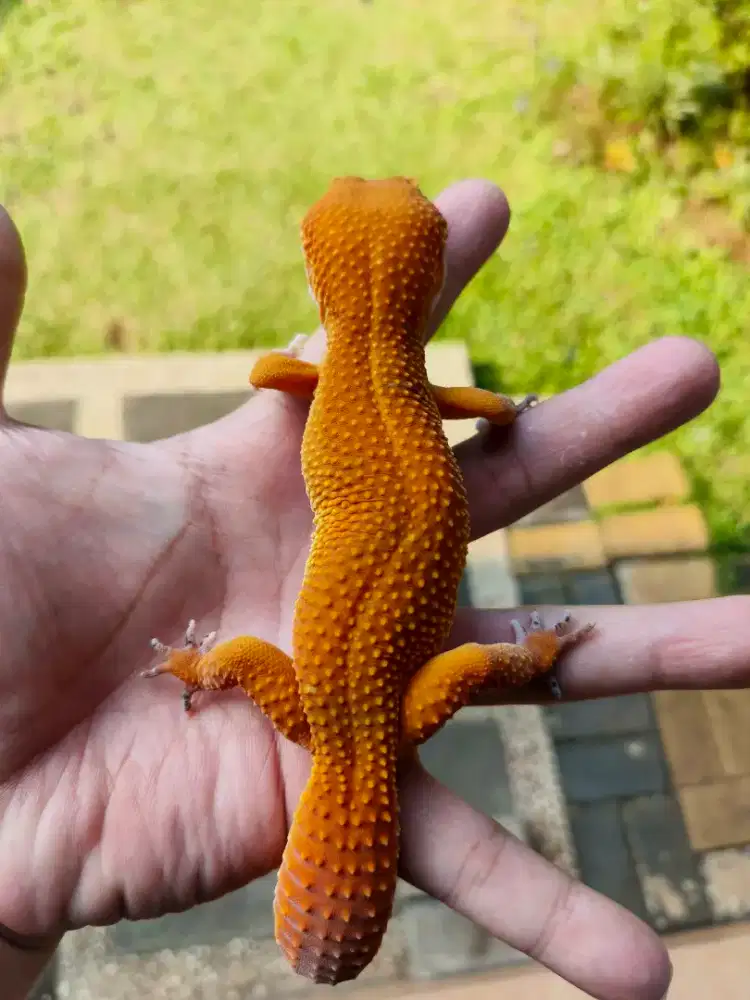 Sepasang Gacko Sunglow & Shtctb