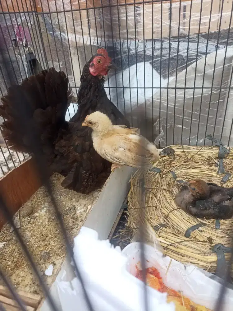 Ayam kate betina