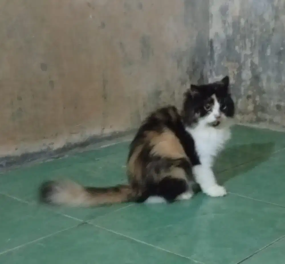 Kucing Anggora Persia