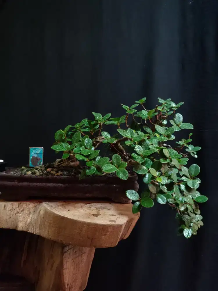 Bonsai Dolar siap pajang