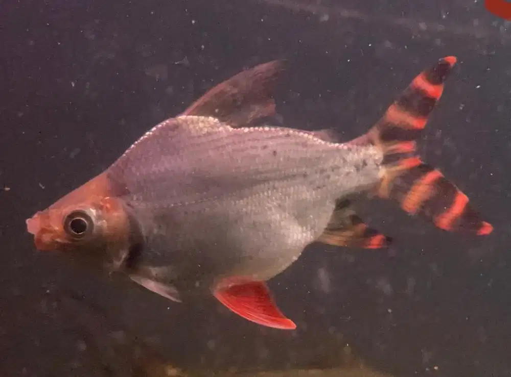 Ikan Hias Red Feifeng Rff Short Body