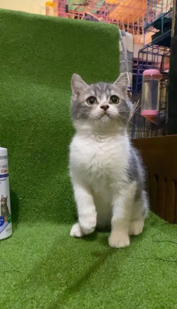 Kucing BSH Munchkin NonStd