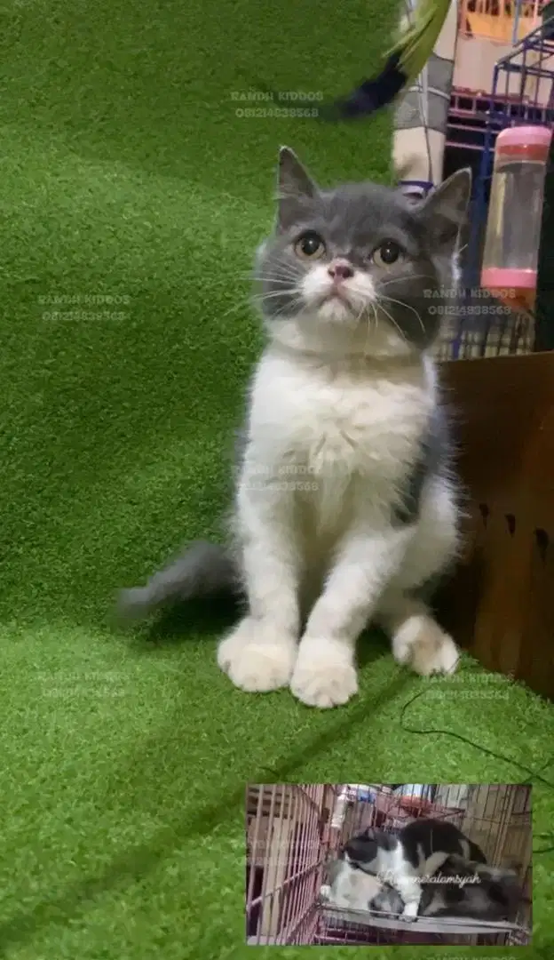 BSH Munchkin NonStd (Tidak Pendek)