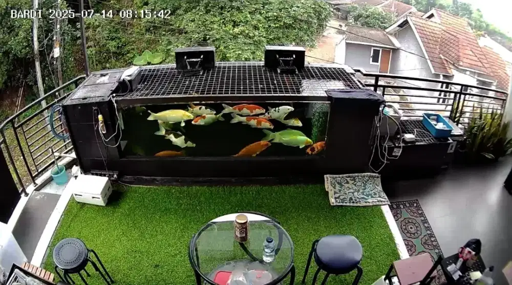 Jual murah 7 koi blitar Grade A ( tank over populasi..he3)