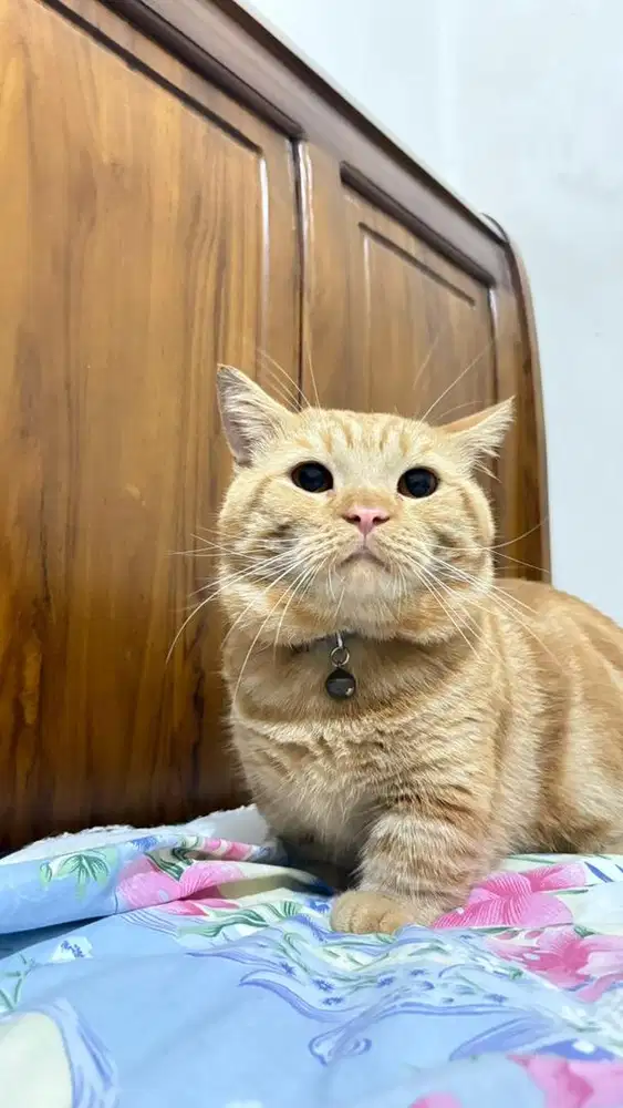 Munchkin BSH Red Tabby Big Bone Top Standar