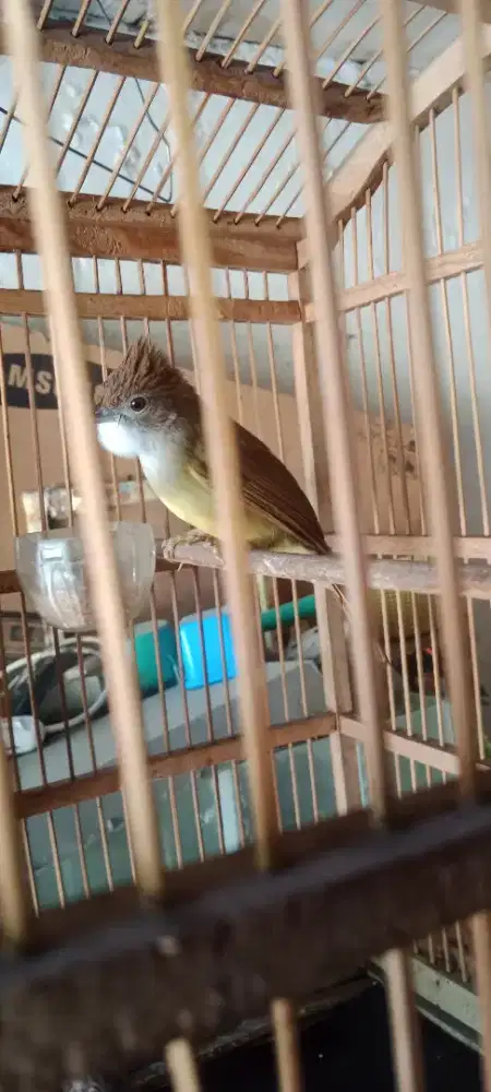 Cucak jenggot jawa rajin bunyi fullset ada minusnya